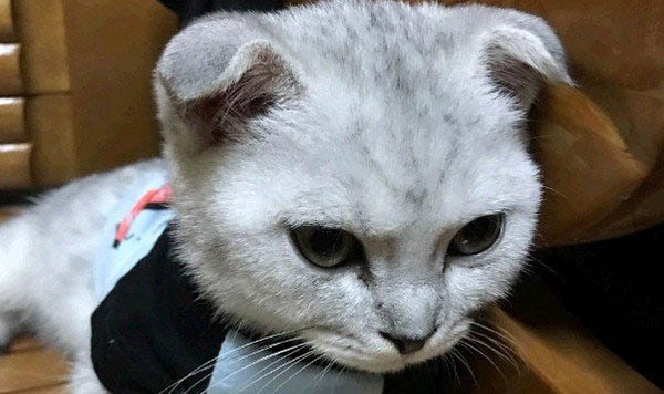 折耳貓為什么會發(fā)病