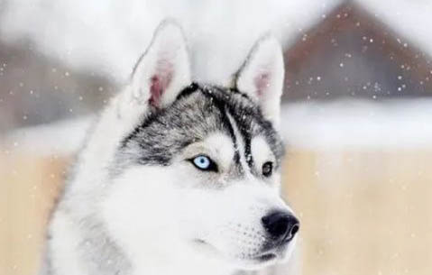 學會與哈士奇犬犬接觸