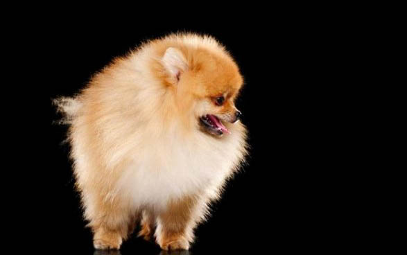 博美犬晚上老叫的原因及處理方法