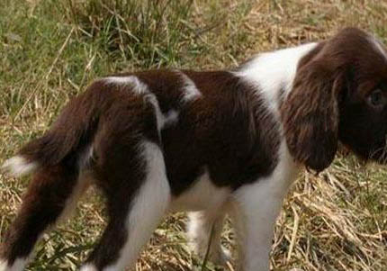史賓格犬有哪些毛病?