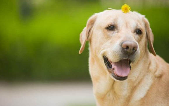 大型犬白色的有哪些