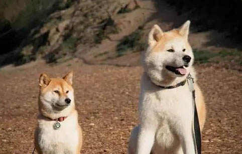 秋田犬和柴犬哪個好?