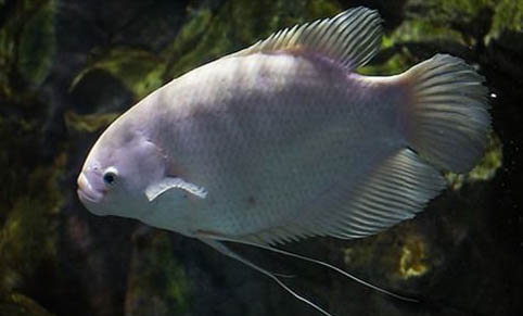 什么小型熱帶魚好養