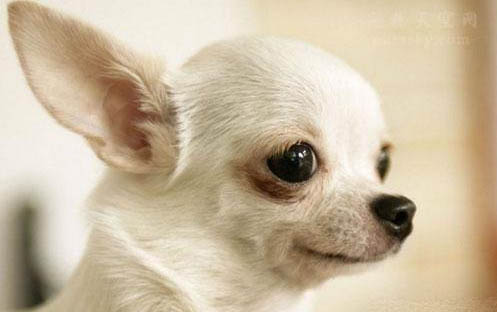 讓哈士奇犬安靜的好方法