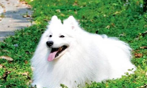 銀狐犬價格多少錢一只
