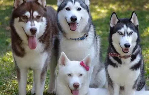 哈士奇犬智商怎么樣