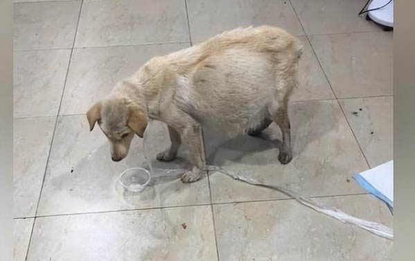 狗狗為什么要剃毛的原因