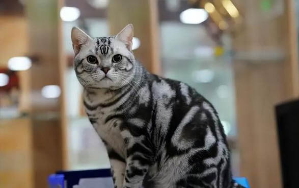 老鼠愛吃什么