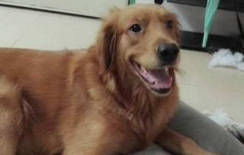 狗狗睡姿看性格?