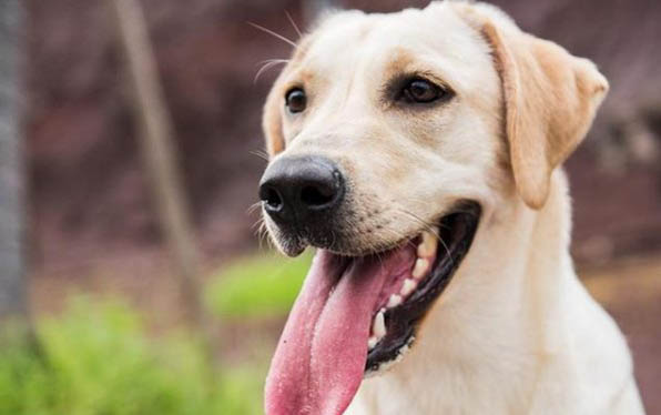 狗狗可以喝感冒藥嗎