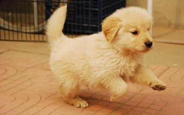 斷奶前后金毛犬如何喂養(yǎng)