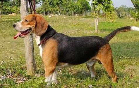 川東獵犬幼犬哪里有賣