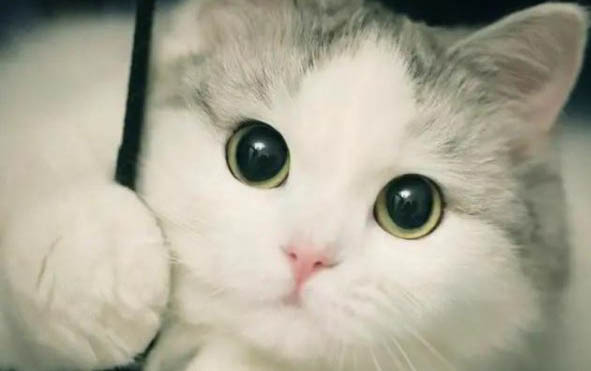 貓咪一窩能生幾只小貓