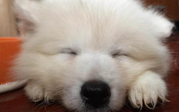 狗的口水對人有害嗎?