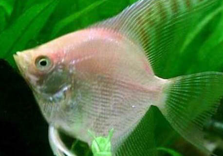 養七彩神仙魚用什么燈