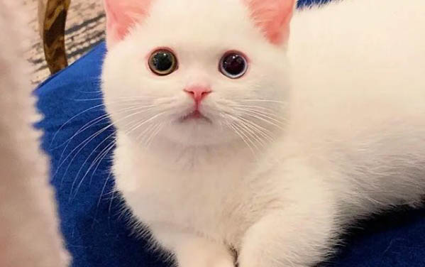 請問貓咪嘔吐的原因及處理方法?