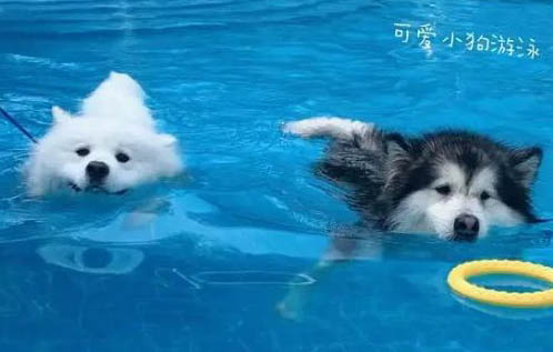狗狗吃芒果會不會致死?