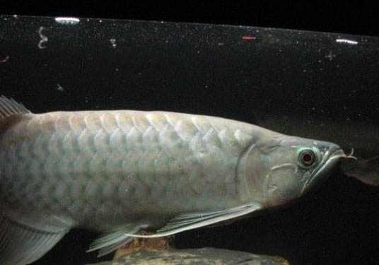泡沫箱可以長期養魚嗎