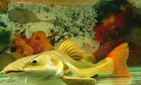 鼠魚繁殖多久一次?