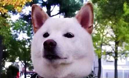 柴犬和秋田犬哪個(gè)好