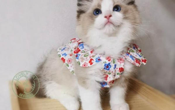 小貓打疫苗多久