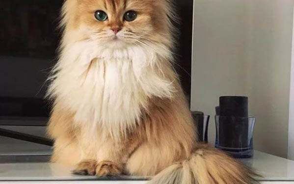 飼養一個月的小貓需要注意什么
