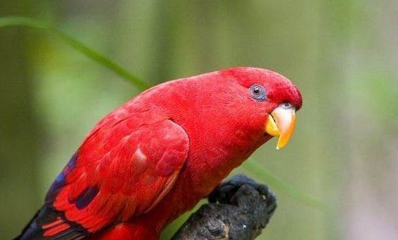 玄鳳鸚鵡幾個(gè)月才可以繁殖