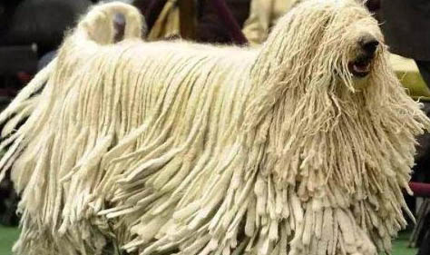 可蒙犬口吐白沫的原因及處理方法