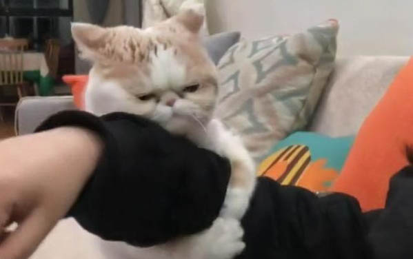 兩個月的小貓能吃香蕉嗎