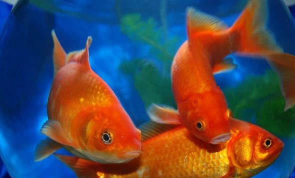 魚苗多少時間能長成大魚