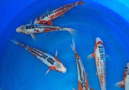 錦鯉魚能和銀龍混養嗎