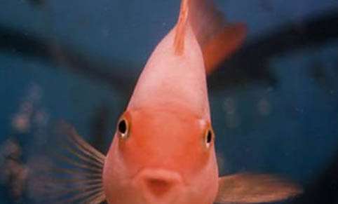 一畝魚塘可以混養多少魚