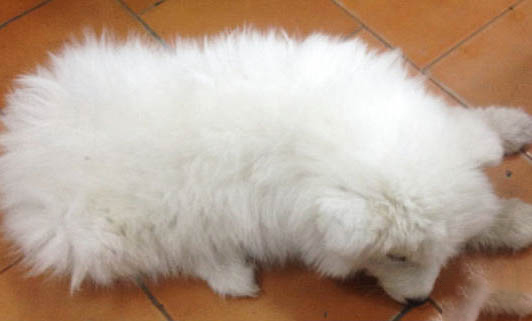 薩摩犬性格
