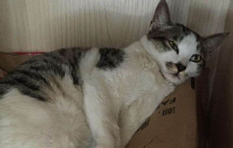 土貓不打疫苗可以嗎