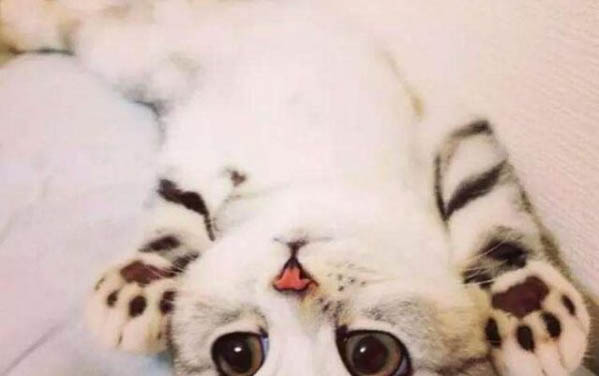 貓干嘔一抽一抽的吐白沫