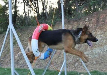 德國牧羊犬價格多少錢一只