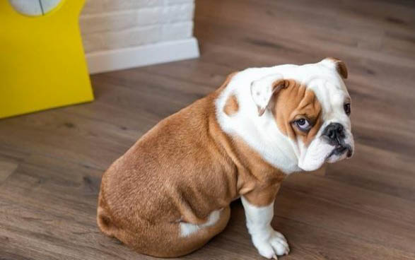 法國斗牛犬的優缺點有哪些