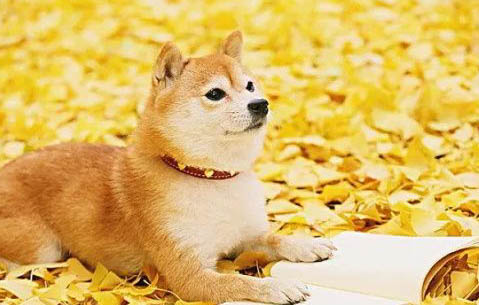 柴犬的優(yōu)缺點及性格