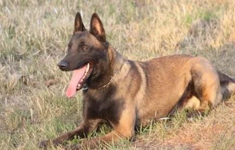 如何簡單訓練馬犬