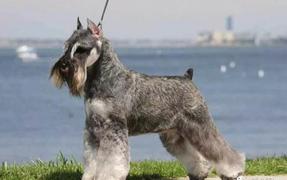 狗狗可不可以不吃狗糧