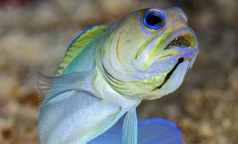 過(guò)背金龍魚(yú)好養(yǎng)嗎