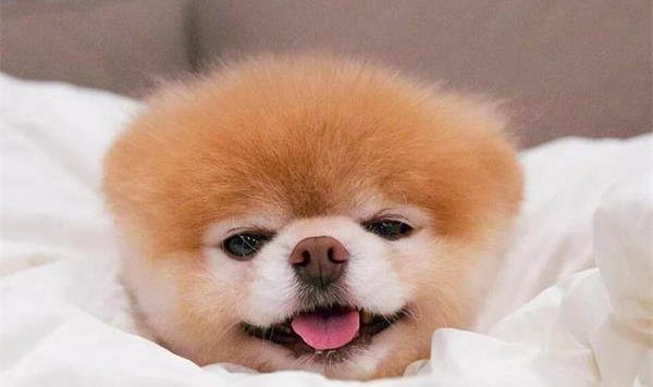 克倫伯獵鷸犬的壽命一般是多久