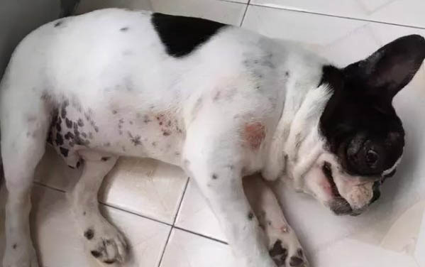 懷疑狗狗球蟲需要做哪些檢查