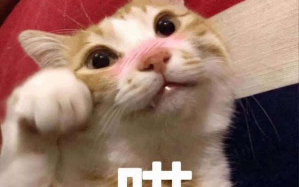 小貓可以吃什么食物?