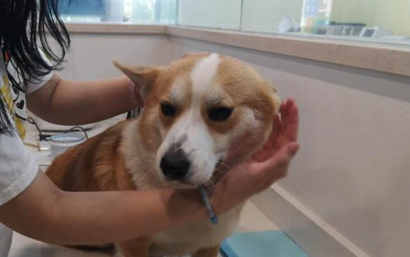狗狗拉稀是什么原因及處理方法
