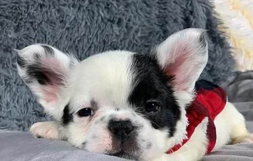 狗奶水不足吃什么下奶快