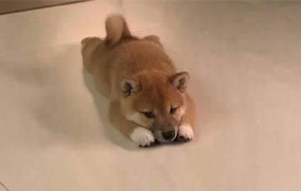 小狗咳嗽一定是感冒嗎