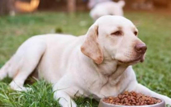 薩摩耶多久能吃成犬糧啊