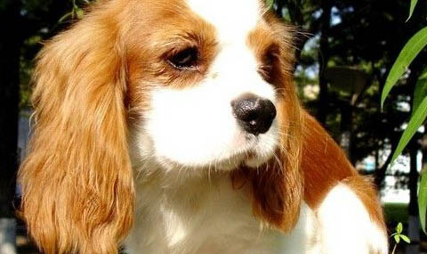 騎士查理王小獵犬多大產仔