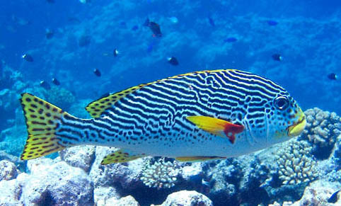 鱸魚(yú)和海鱸魚(yú)有什么區(qū)別